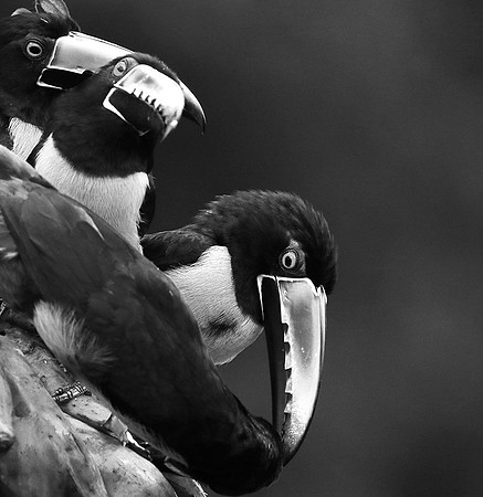 Collared aracari - Costa Rica