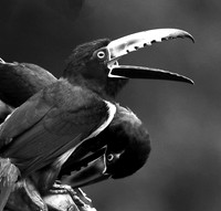 Collared aracari - Costa Rica