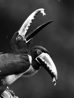 Collared aracari - Costa Rica