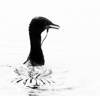 Cormorant swallowing a snake - Okavango