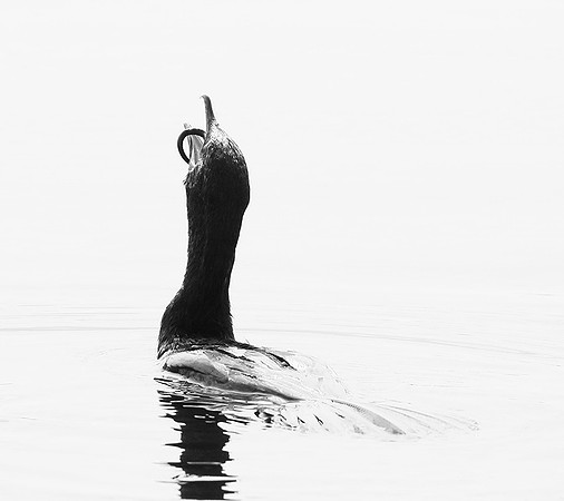 Cormorant swallowing a snake - Okavango