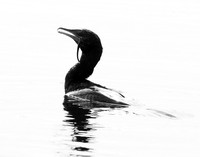 Cormorant swallowing a snake - Okavango