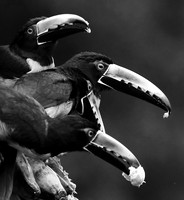 Collared aracari - Costa Rica