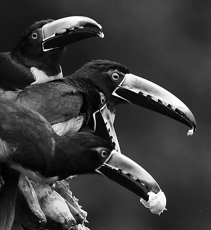 Collared aracari - Costa Rica