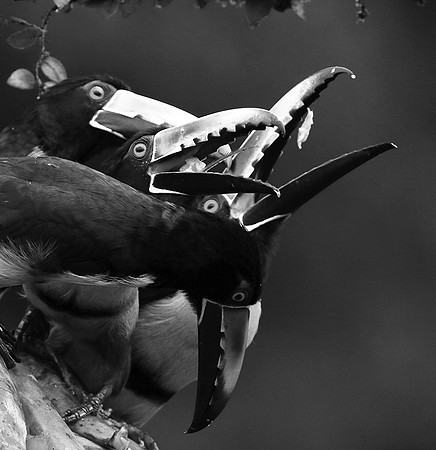 Collared aracari - Costa Rica