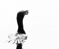 Cormorants