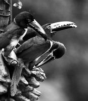 Collared aracari - Costa Rica