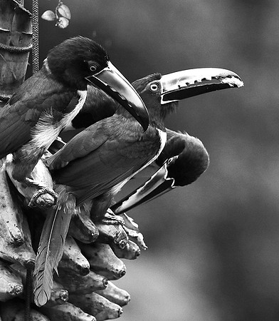 Collared aracari - Costa Rica