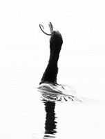 Cormorant swallowing a snake - Okavango