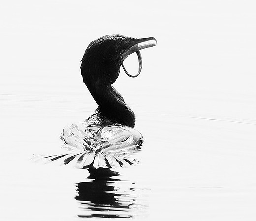 Cormorant swallowing a snake - Okavango