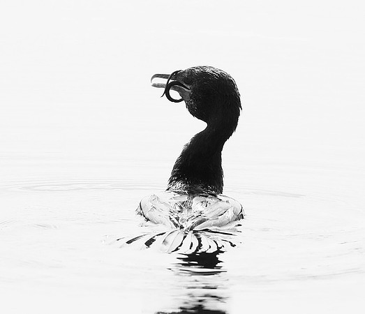 Cormorant swallowing a snake - Okavango