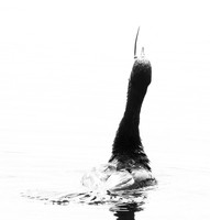 Cormorant swallowing a snake - Okavango