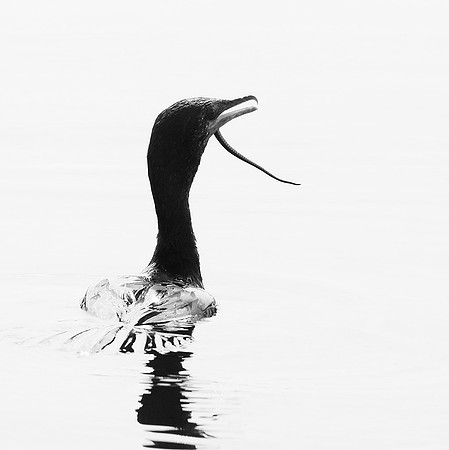 Cormorant swallowing a snake - Okavango