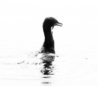 Cormorant swallowing a snake - Okavango