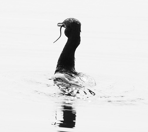 Cormorant swallowing a snake - Okavango