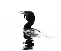 Cormorant swallowing a snake - Okavango