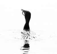 Cormorant swallowing a snake - Okavango