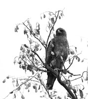 Wahlberg's eagle - South Africa (Parfuri)
