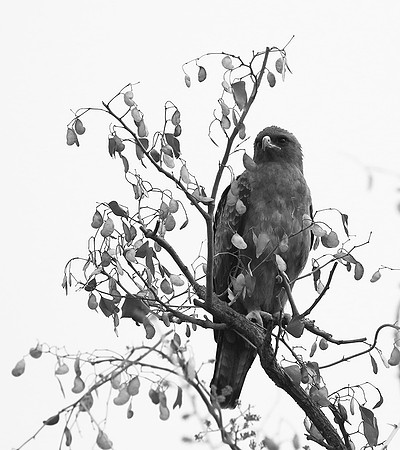 Wahlberg's eagle - South Africa (Parfuri)