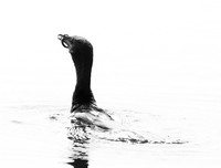 Cormorant swallowing a snake - Okavango