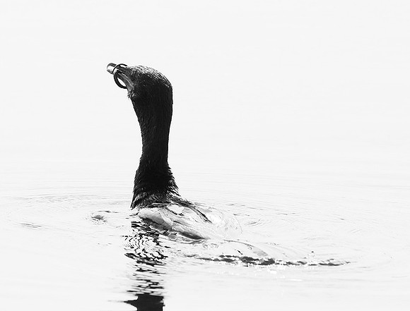 Cormorant swallowing a snake - Okavango