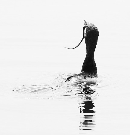 Cormorant swallowing a snake - Okavango