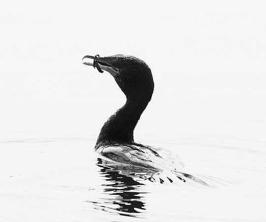 Cormorant swallowing a snake - Okavango