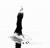 Cormorant swallowing a snake - Okavango