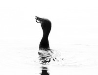 Cormorant swallowing a snake - Okavango