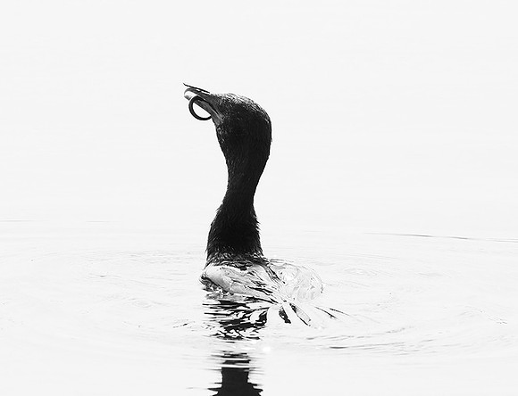 Cormorant swallowing a snake - Okavango
