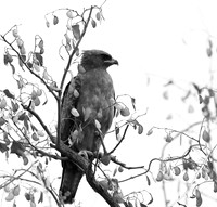 Wahlberg's eagle - South Africa (Parfuri)