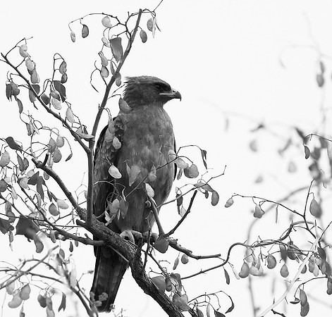 Wahlberg's eagle - South Africa (Parfuri)