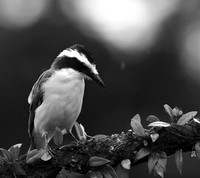 Great kiskadee (tyran quiquivi) - Costa Rica