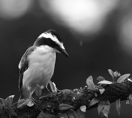Great kiskadee (tyran quiquivi) - Costa Rica