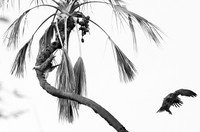 Tawny eagles - Masaï Mara