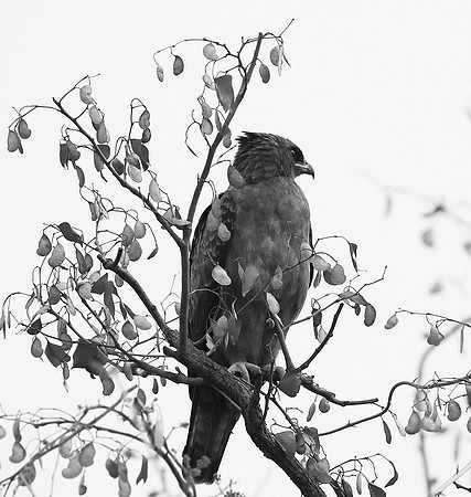 Wahlberg's eagle - South Africa (Parfuri)