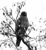 Wahlberg's eagle - South Africa (Parfuri)