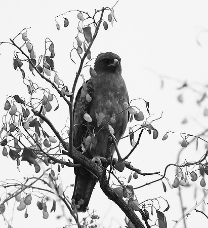 Wahlberg's eagle - South Africa (Parfuri)