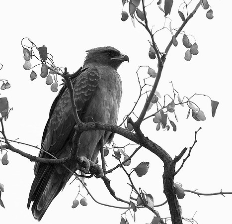 Wahlberg's eagle - South Africa (Parfuri)