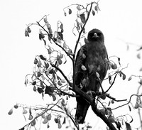Wahlberg's eagle - South Africa (Parfuri)