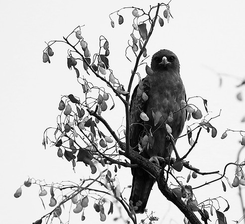 Wahlberg's eagle - South Africa (Parfuri)