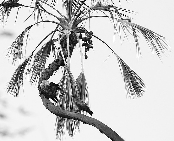 Tawny eagles - Masaï Mara