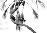 Tawny eagles - Masaï Mara