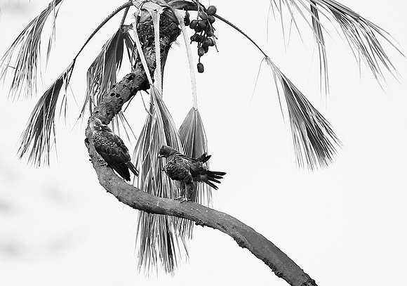 Tawny eagles - Masaï Mara