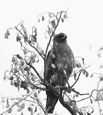 Wahlberg's eagle - South Africa (Parfuri)