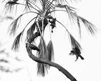 Tawny eagles - Masaï Mara