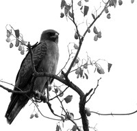 Wahlberg's eagle - South Africa (Parfuri)