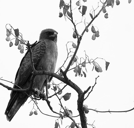 Wahlberg's eagle - South Africa (Parfuri)