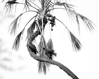 Tawny eagles - Masaï Mara