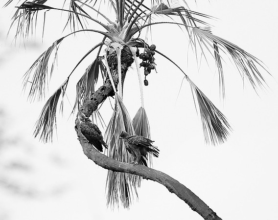 Tawny eagles - Masaï Mara